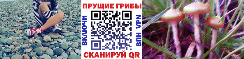 Галлюциногенные грибы Psilocybe  Купить  Костомукша 